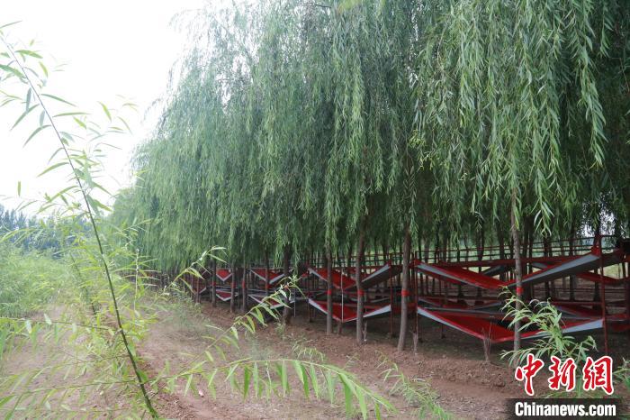 图为张乔武的金蝉养殖基地。　王华美 摄