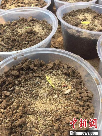 河北邯郸农民“种”金蝉带领村民走上致富路