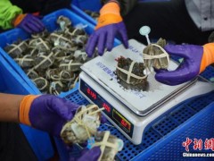 不只是蟹黄膏肥!“蟹”经济,你知道多少?