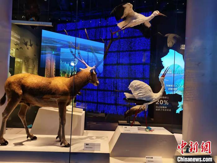 生态文明展是盐城市博物馆新馆的特色展览。 顾名筛 摄