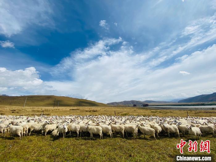青海：藏羊产业已成为农牧民家庭经营增收主力