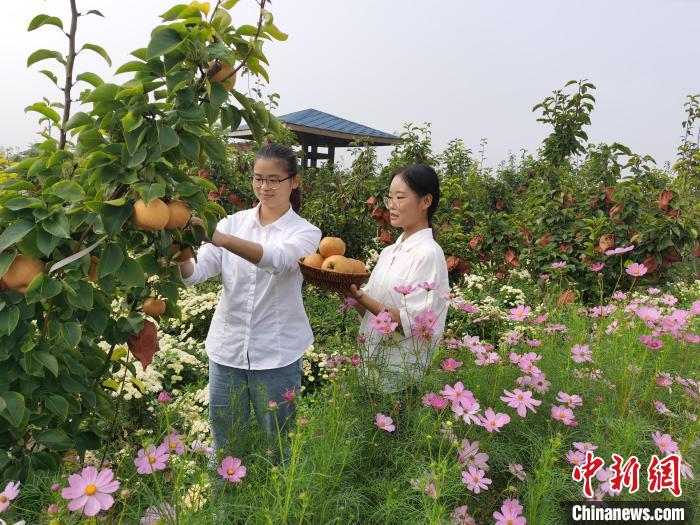 河北馆陶：万亩晚秋黄梨喜迎丰收
