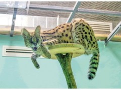 从外来物种薮猫的“新生活”看北京生物多样性保护