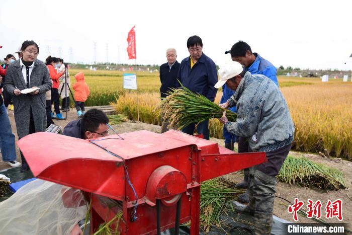 青岛举行海水稻收割测评会品种最高亩产达779.1公斤