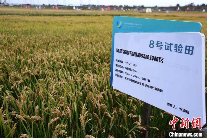 袁隆平院士青岛海水稻团队在青岛市城阳区举行海水稻收割测评会。　胡耀杰 摄