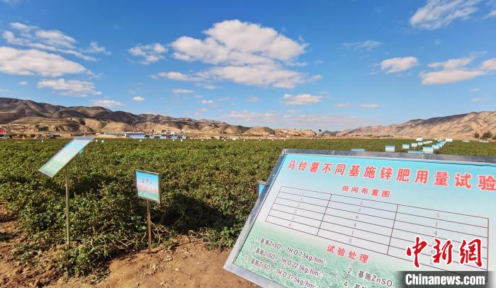 图为定西市安定区万亩马铃薯绿色标准化示范基地。　张婧 摄