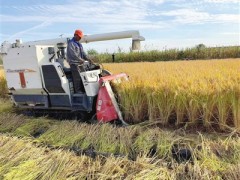 天津小站稻喜获“吨粮田”