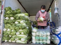 冬储大白菜悄悄登陆北京市场 大批量上市还需等小半月