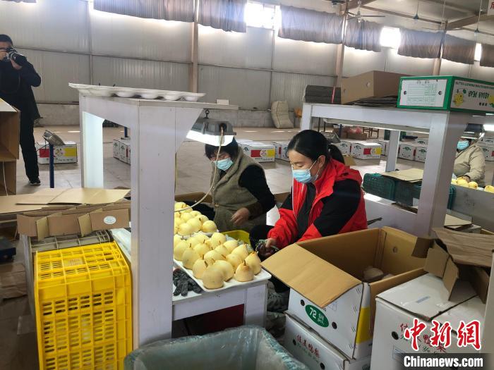 河北嘉华农产品有限责任公司车间内，工人对出口梨果进行分拣处理。　郝烨 摄