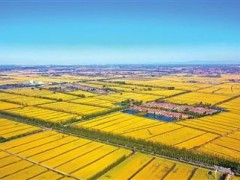 兴业富民──宝坻区加快推动“农商旅文”深度融合