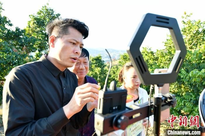 直播带货走进橄榄园.。蒋祖德 摄