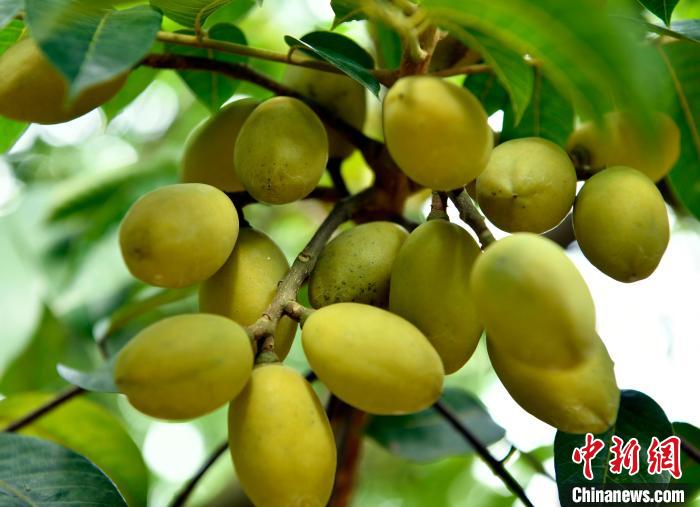 “三凌”橄榄今年的采摘价达到了每公斤600元。　蒋祖德 摄