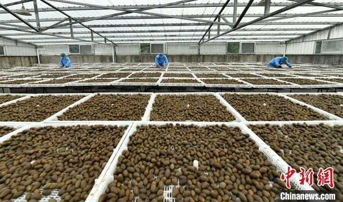 福州市味佳利食品有限公司落地闽清加工生产橄榄蜜饯，年产值500万元。蒋祖德 摄