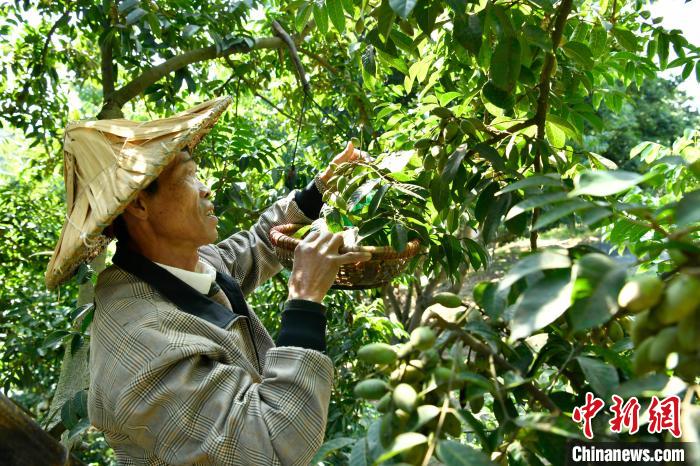 种植户张孔江树上采摘橄榄。蒋祖德 摄
