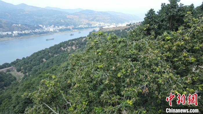 福建闽清：橄榄产业铺就乡村致富路