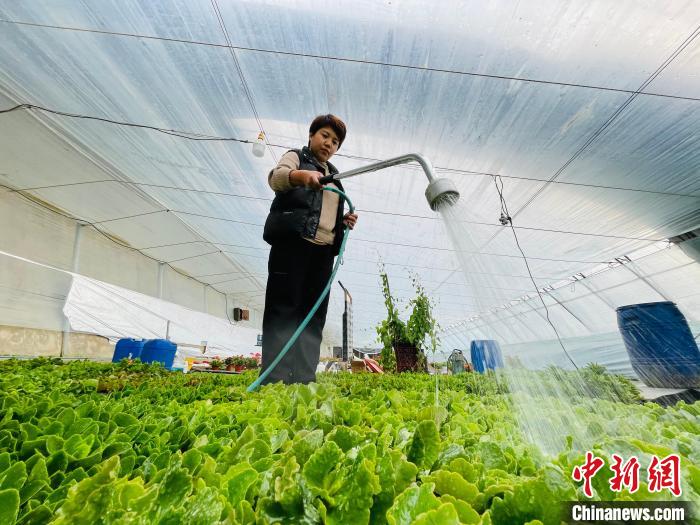 图为在合作社温室花棚内，花农正在对花苗进行浇水管护。郑晨子 摄