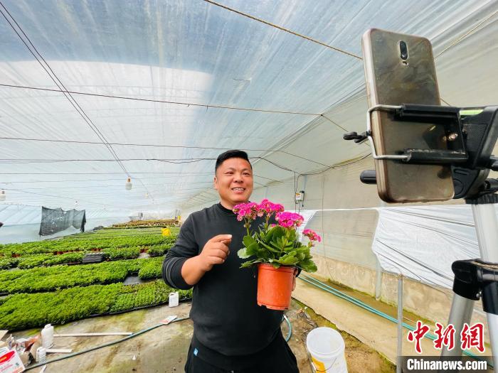 图为在合作社温室花棚内，花农通过直播形式进行鲜花销售。郑晨子 摄