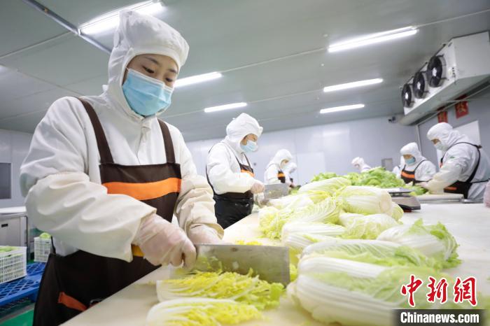 图为在合作社净菜加工车间,工作人员对蔬菜进行加工。宋敏涛 摄