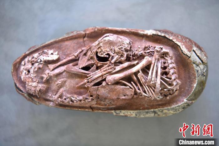 恐龙胚胎头部位于身体下方，脚在两侧，身体背部沿着蛋的钝端蜷缩着。　王东明 摄