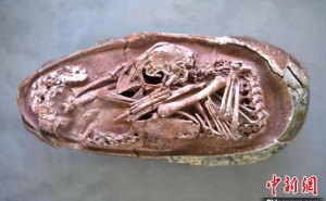 福建民营博物馆发现保存在恐龙蛋化石中的完美胚胎