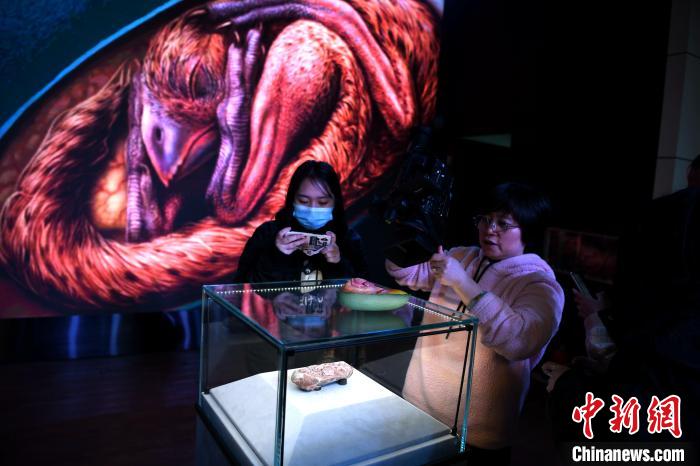 恐龙胚胎化石亮相福州。王东明 摄