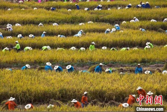 农民忙碌于稻田间。王运提供