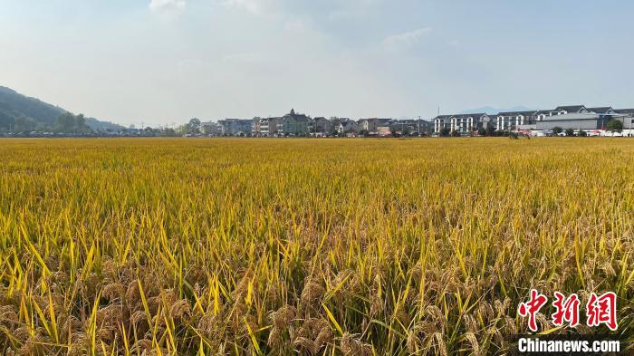 浙江某地稻田。钱晨菲 摄