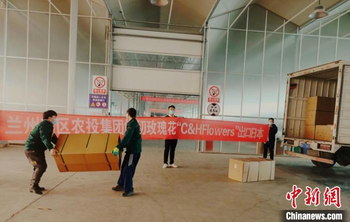 兰州新区构建花卉海外物流专线鲜切玫瑰频拓国际市场