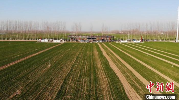 2021年12月下旬的河南省尉氏县万亩高标准农田，小麦长势喜人。刘猛 摄