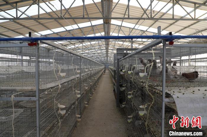 肉鸽养殖自动投料设备。　广西农机中心供图
