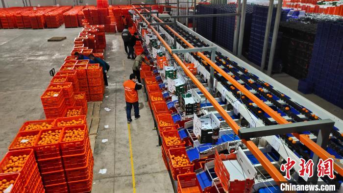 广西砂糖橘走俏年货市场今年产量预计约685万吨
