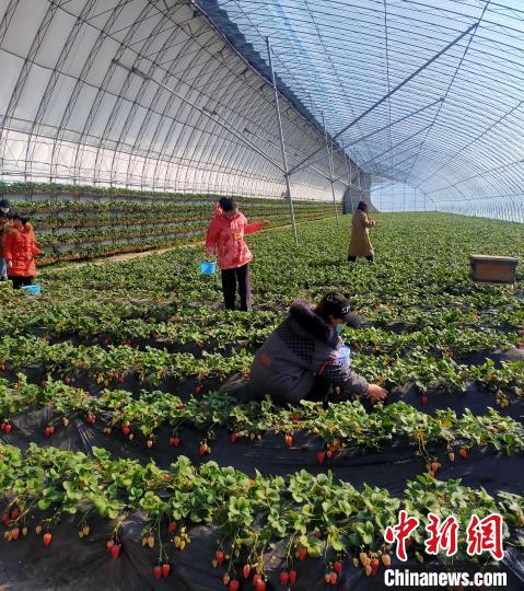 图为游客采摘草莓。　涞源县委宣传部供图