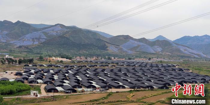 图为涞源县东团堡乡黑木耳种殖基地。(资料图) 涞源县委宣传部供图