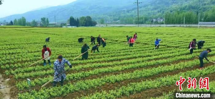 “小茶籽”托起大产业重庆酉阳万亩茶园“赶春”焕生机