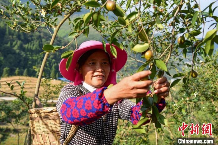 图为古苗文化的“活化石”酉州苗绣。邱洪斌 摄