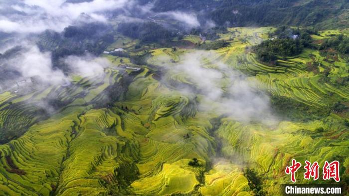 图为万亩梯田花田乡农旅融合美如画。酉阳县委宣传部供图