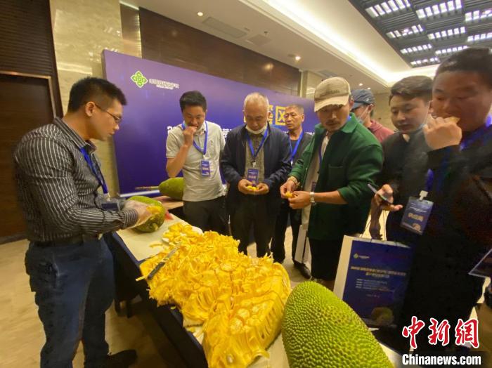 海南发布菠萝蜜团体标准助推产业增收