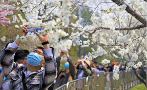 142万人市属公园踏青赏花！北京春花还将持续一个月