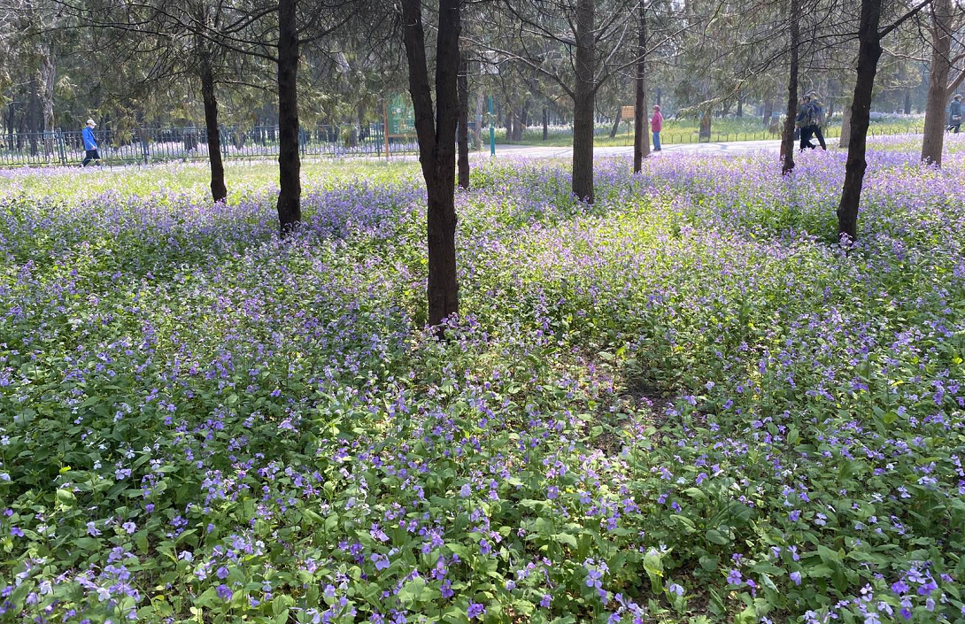 近年，天坛公园对于自然草地的管理始终秉承“师法自然”的理念，力求营造“虽由人作，宛若天成”的自然景观，最大程度地展现植物最原始的美，形成春花绚丽，夏秋浓绿的自然动态景观，人们放松身心间感受着自然生态的和谐之美。