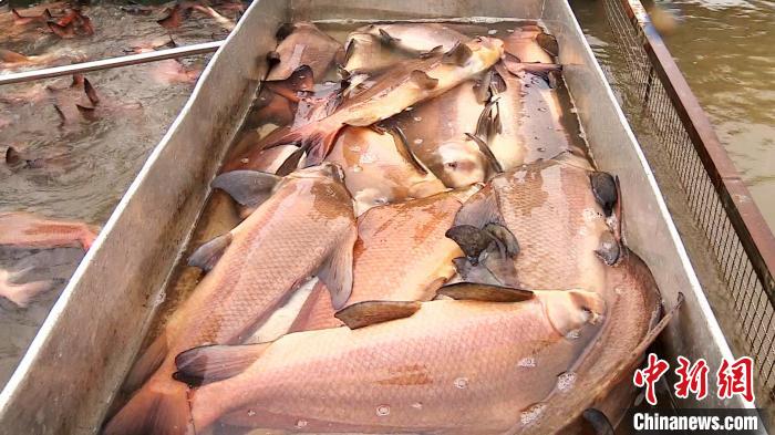 三峡库区人工孵化1千万尾“亚洲美人鱼”扩大库区珍稀鱼类数量