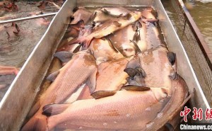 三峡库区人工孵化1千万尾“亚洲美人鱼” 扩大库区珍稀鱼类数量