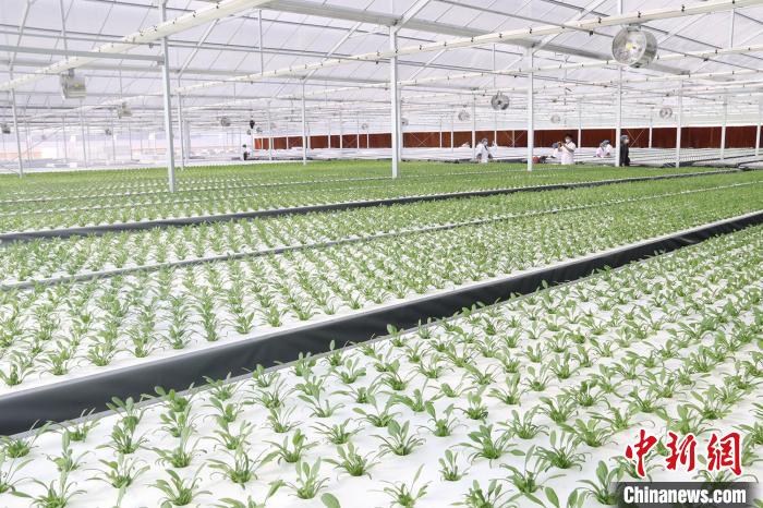 广州蔬菜在田面积27万亩货源供应充足