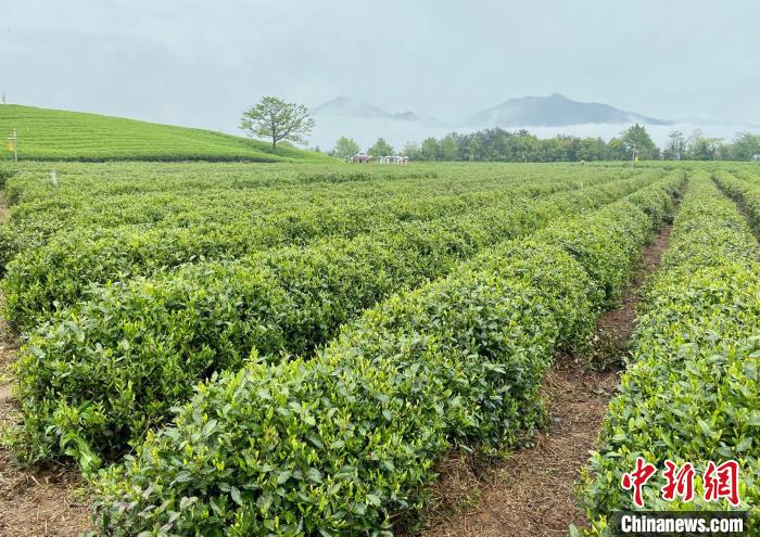 “世界绿茶核心产区”年产茶3.83万吨统一标准做优品牌