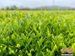 “世界绿茶核心产区”年产茶3.83万吨 统一标准做优品牌