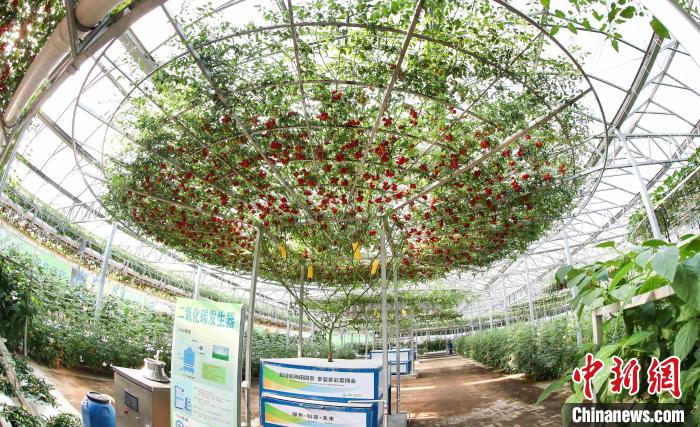 图为采用树式栽培技术的番茄，单株覆盖面积可达150平方米，累计结果6000多斤。　刘敏 摄