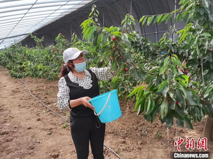 “小村庄”到“大市场”：陕西特色产业助推乡村振兴