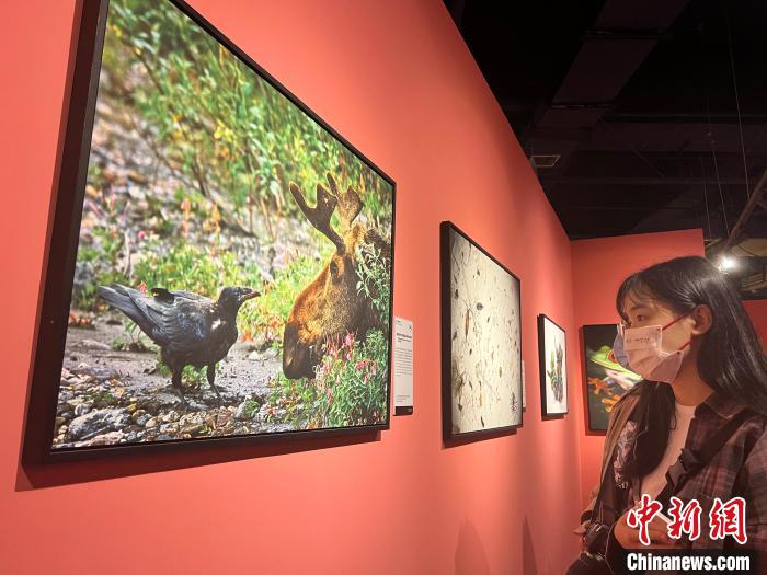 此次展览共展出作品近150幅，并首次增设中国专区作品。图为合肥市民正在参观作品。 储玮玮 摄
