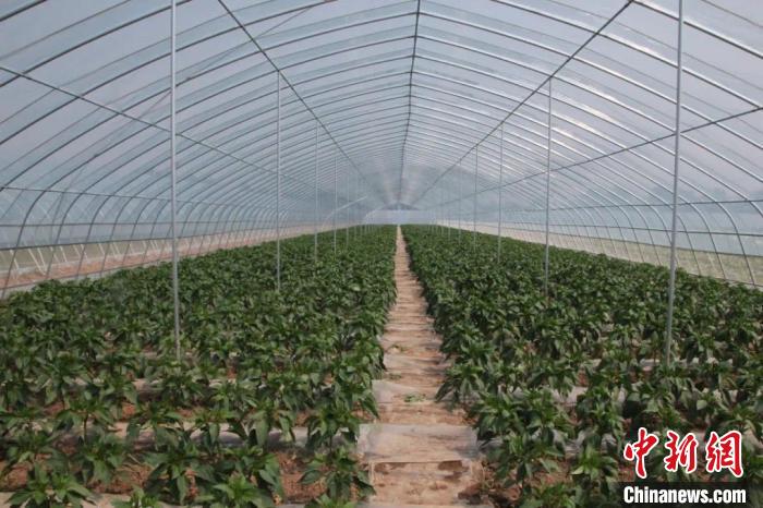 山西长子：打造千亩蔬菜产业示范带绘就乡村振兴“绿色画卷”
