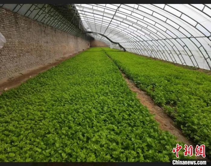 天津设施农业成交规模达1.77亿