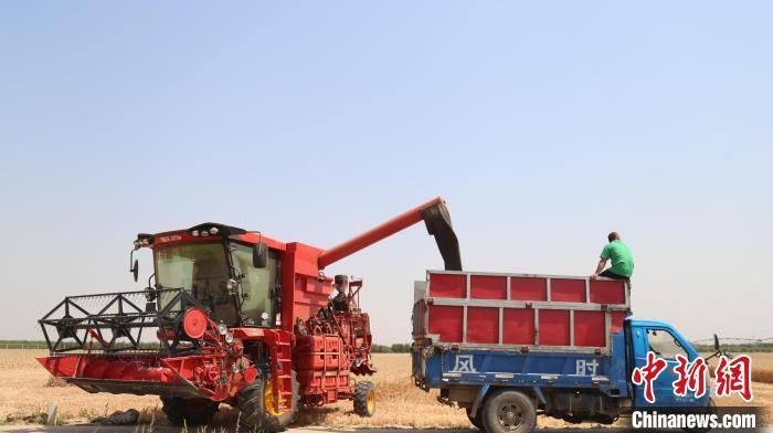 图为馆陶县柴堡镇东广才村黑小麦种植基地黑小麦收割现场。　郭江鹏 摄